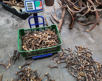 Wholesale Lot Roe Deer Antler lot 5kg - 100kg