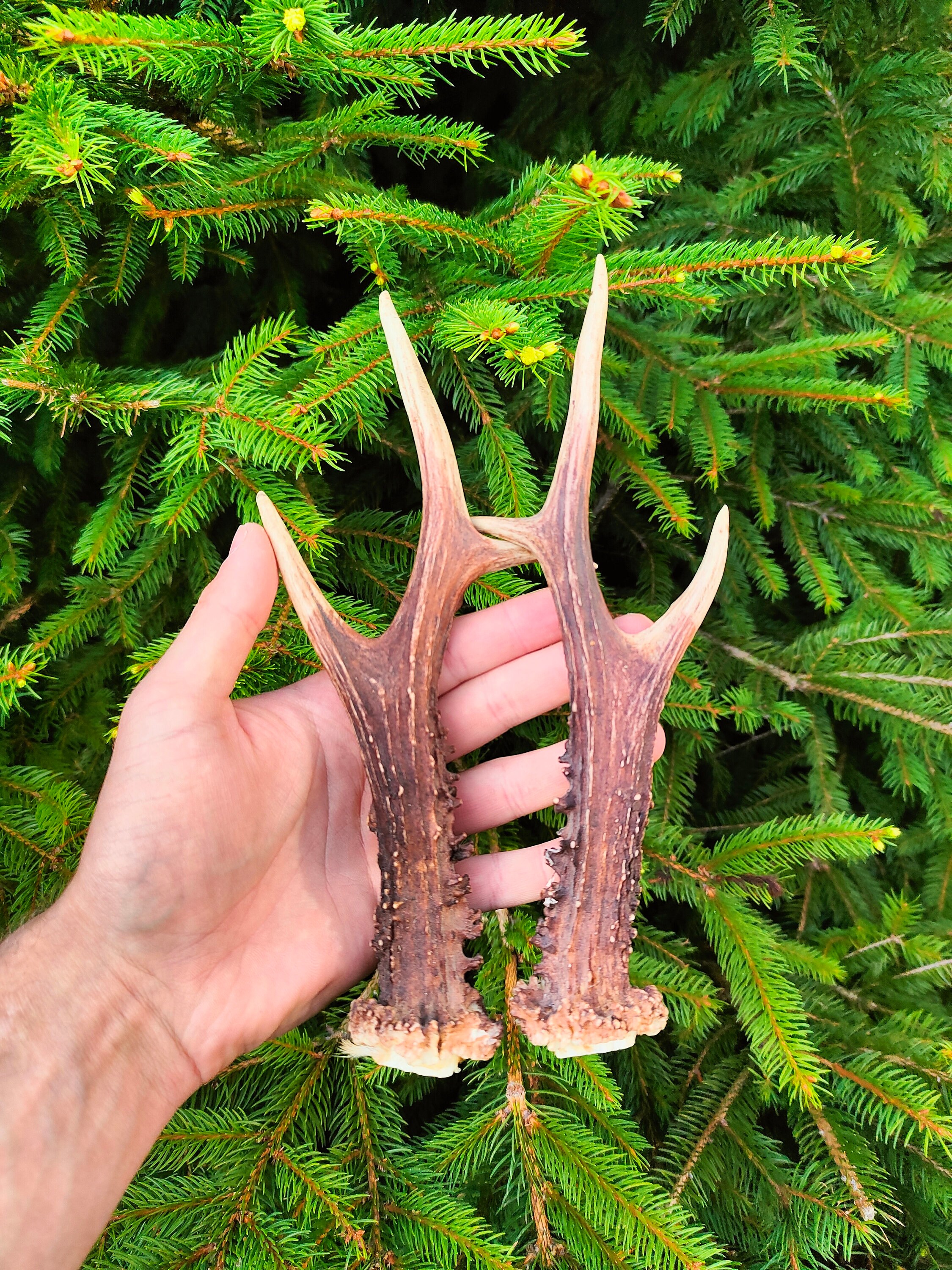 Whole Roe Antlers Pair, Deer Antlers, Decorative Antlers, Ornaments ...
