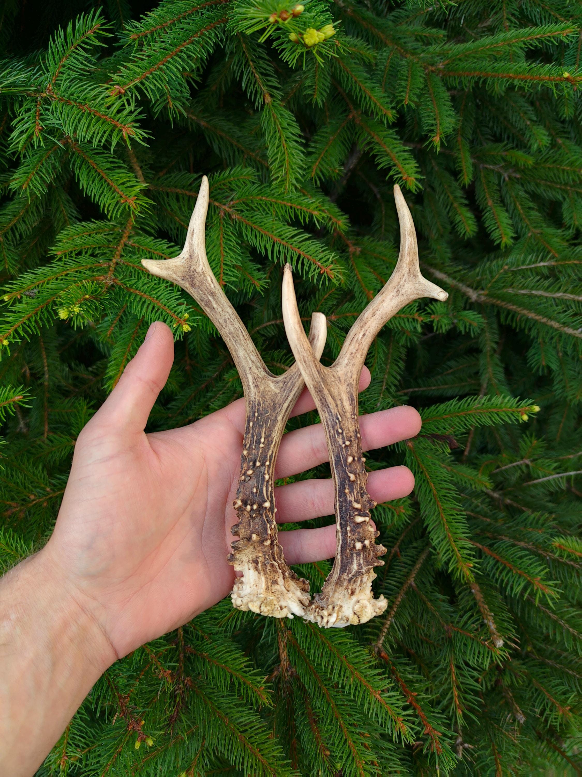 Whole Roe Antlers Pair Deer Antlers Decorative Antlers Ornaments whole-roe-antlers-pair-deer-antlers-decorative-antlers-ornaments