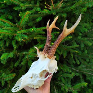 Reh Schädel mit Geweih, Reh Schädel, Skull mit Geweih zur Dekoration
