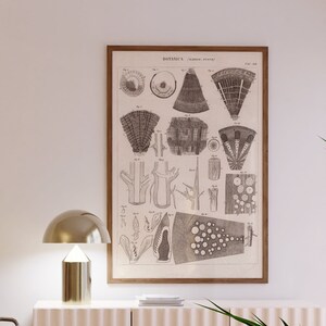 Desenho de anatomia de árvore, arte de esboço botânico vintage, ilustração de planta antiga, decoração de parede científica, download digital