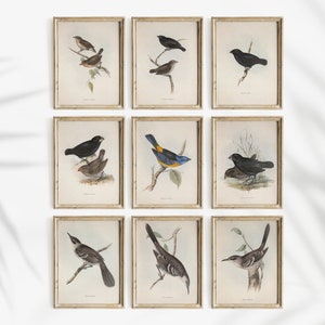 Conjunto de 9 láminas de arte de pájaros vintage, póster de pintura de animales antiguos, arte mural de pájaros, decoración rústica para el hogar, arte mural imprimible