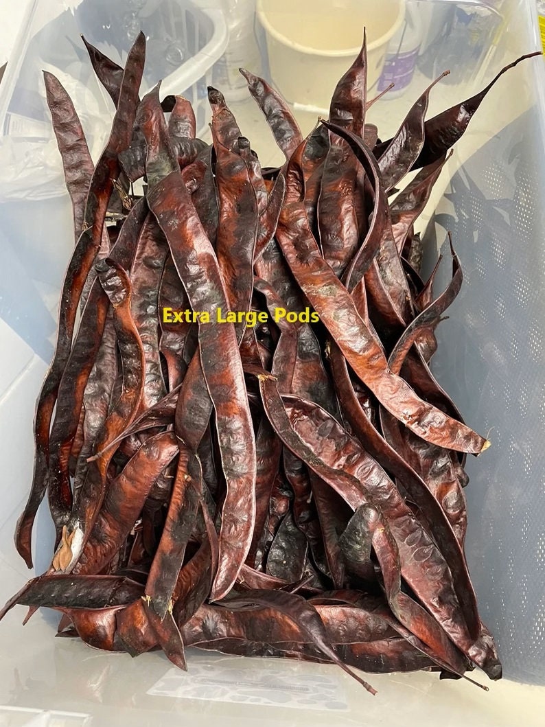 16 Honey Locust Tree Pods 16 Extra Large Honey Organic Dried Seed Pods for Decoration and Crafts