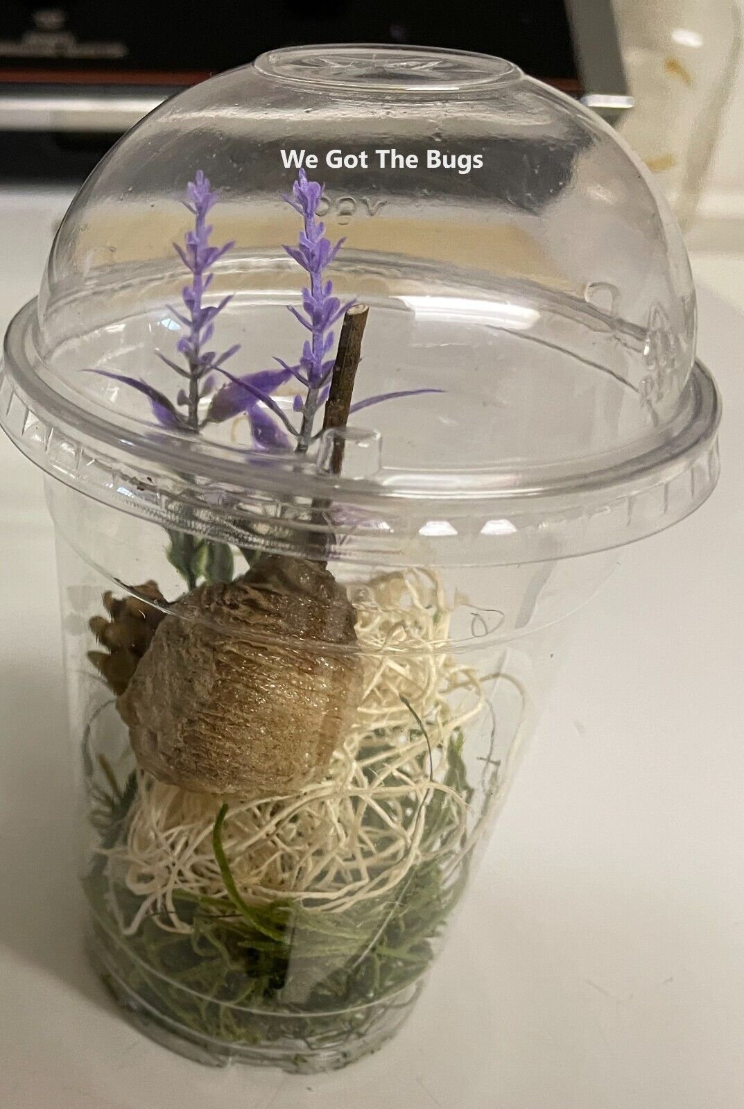 Fertilized Ootheca Terrarium. Hanging Praying Mantis Egg Capsule