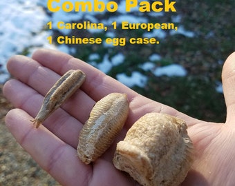 1 European 1 Chinese 1 Carolina Praying Mantis Egg Cases Combo Pack Fresh Picked