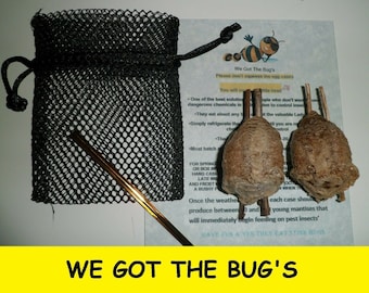 2 Praying Mantis Egg + Praying Mantis Egg Cases + FREE HATCHING BAG 2024 Season