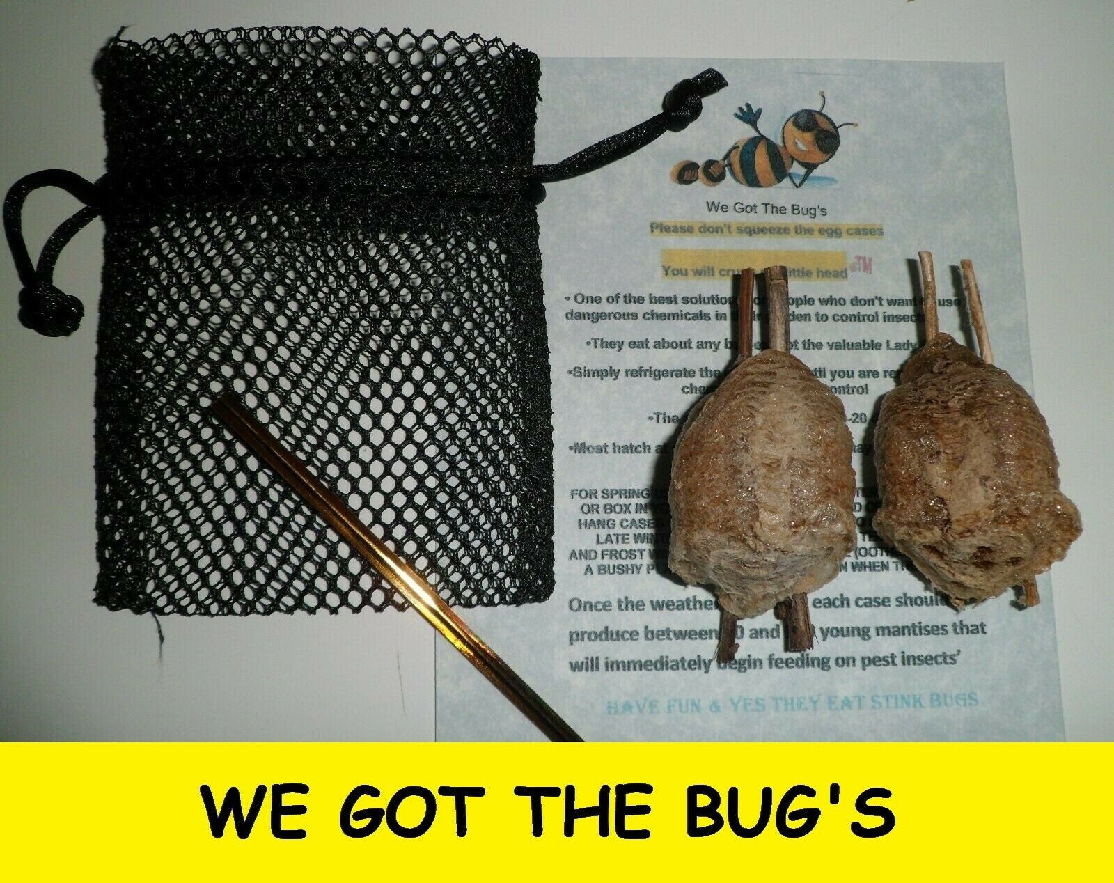 Insect Lore Live Praying Mantis Egg Case - Hatching Kit Toy