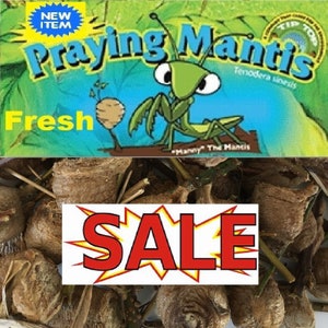 2 European Praying Mantis Egg Case Fresh Picked 2024 Free Hatching Bag