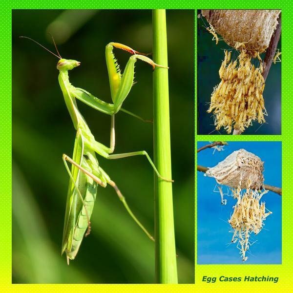 3 Praying Mantis Egg Praying Mantis Egg Cases FREE HATCHING BAG 2024