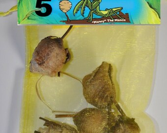 5 Fertilized Ootheca Praying Mantis Egg Hatching Bag Praying Mantis. 5 Praying Mantis Egg Case Yes, They Eats Lantern fly & Stink Bug's