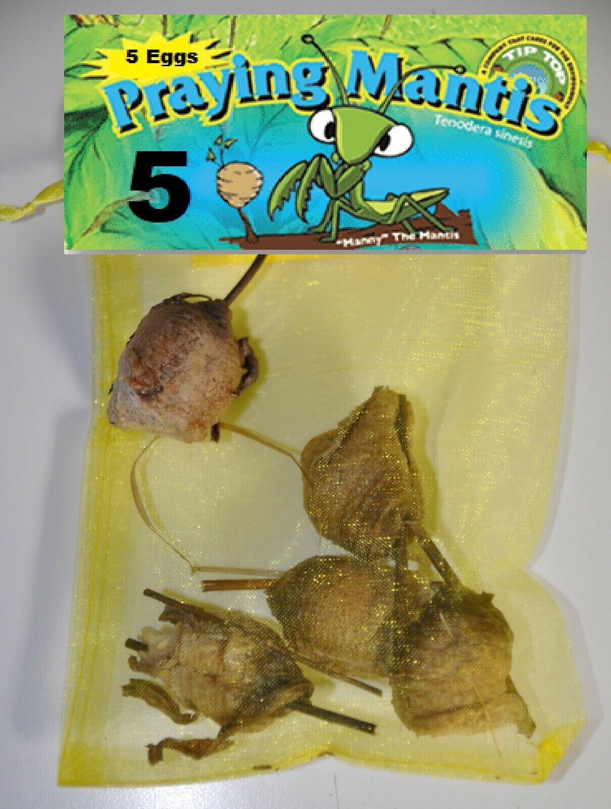 5 Fertilized Ootheca Praying Mantis Egg Hatching Bag Praying Mantis. 5