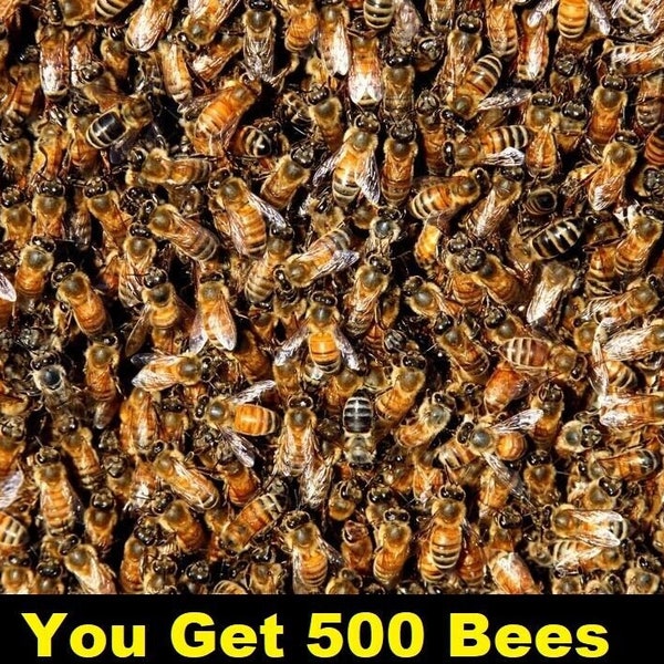 500 REAL Honeybees Speckman insect taxidermy diorama dried