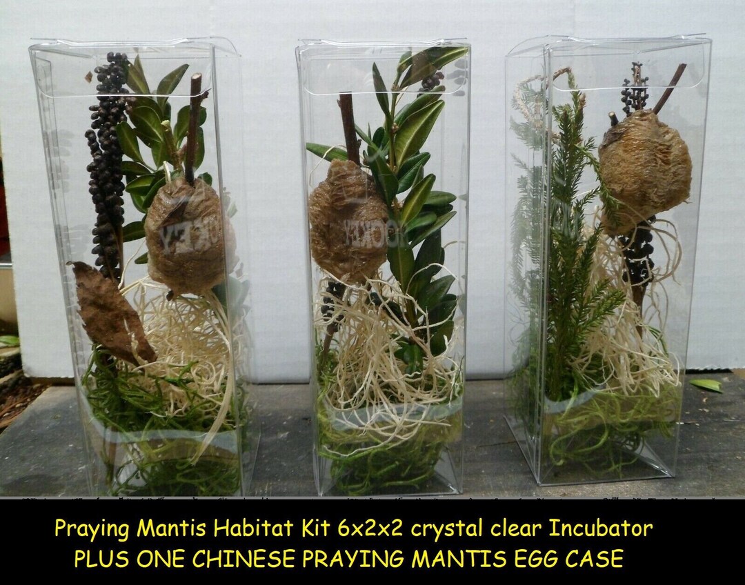 Fertilized Ootheca Terrarium. Hanging Praying Mantis Egg Capsule