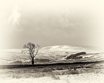 Yorkshire Dales snow black and white sepia lone tree canvas print home decor office decor wall art