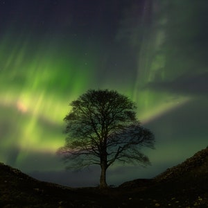 Sycamore Gap Northern Lights Hadrians Wall,England Northumbeland Robin Hood silhouette canvas print home decor office decor wall art