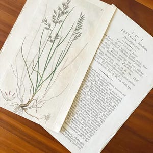 1790s Hand-colored Flower Botanic Print Antique Original Print