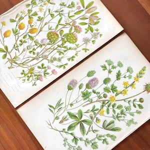 C1860 Set of 2 Antique botanical flower prints