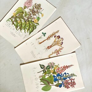 1868 Set of 3 Antique flower prints
