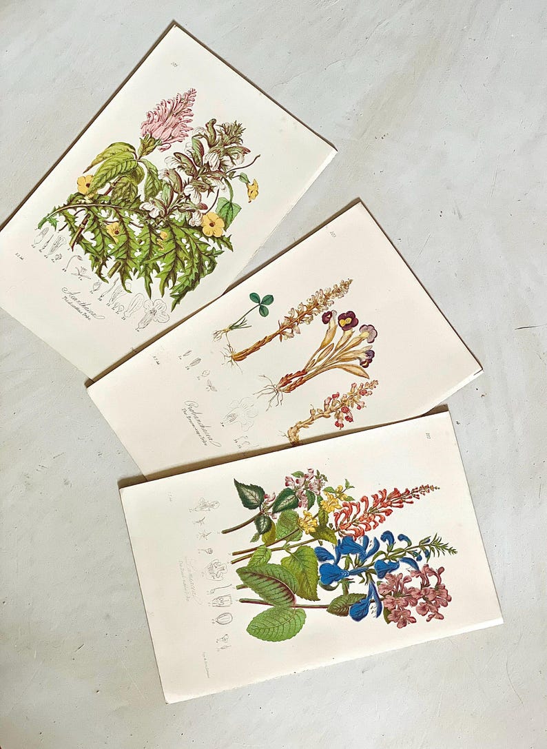 Puede incluir: Tres grabados bot&aacute;nicos con ilustraciones detalladas de varias plantas con flores. Los grabados muestran una gama de colores, incluyendo rosa, amarillo, azul y verde, con intrincados detalles bot&aacute;nicos y diagramas cient&iacute;ficos.