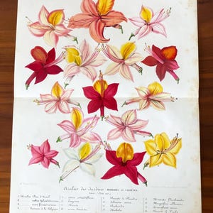 1854 Azaleas Flower Print Antique Original Rare Botanical Print
