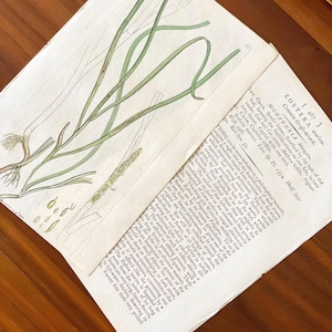 1790s Hand-colored Flower Botanic Print Antique Original Print