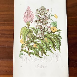 Puede incluir: Ilustraci&oacute;n bot&aacute;nica de flores de Acanthus, con dibujos detallados de la estructura de la planta. La impresi&oacute;n muestra flores rosas, blancas y amarillas con follaje verde. El texto "Acanthacea" y "The Acanthus Tribe" es visible.