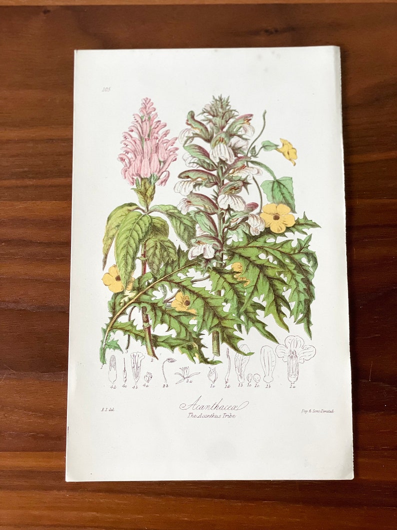 Puede incluir: Ilustraci&oacute;n bot&aacute;nica de flores de Acanthus, con dibujos detallados de la estructura de la planta. La impresi&oacute;n muestra flores rosas, blancas y amarillas con follaje verde. El texto "Acanthacea" y "The Acanthus Tribe" es visible.