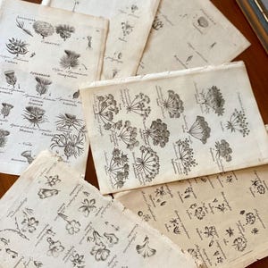 1802 Set of 6 Antique botanical prints