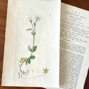 1790s Hand-colored Flower Botanic Print Antique Original Print