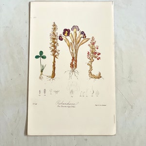 Puede incluir: Ilustraci&oacute;n bot&aacute;nica de Orobancheaceae, la tribu de las jopos. La impresi&oacute;n presenta dibujos detallados de varias plantas con flores moradas, amarillas y blancas, junto con un peque&ntilde;o tr&eacute;bol. El texto "Orobancheaceae" es visible.