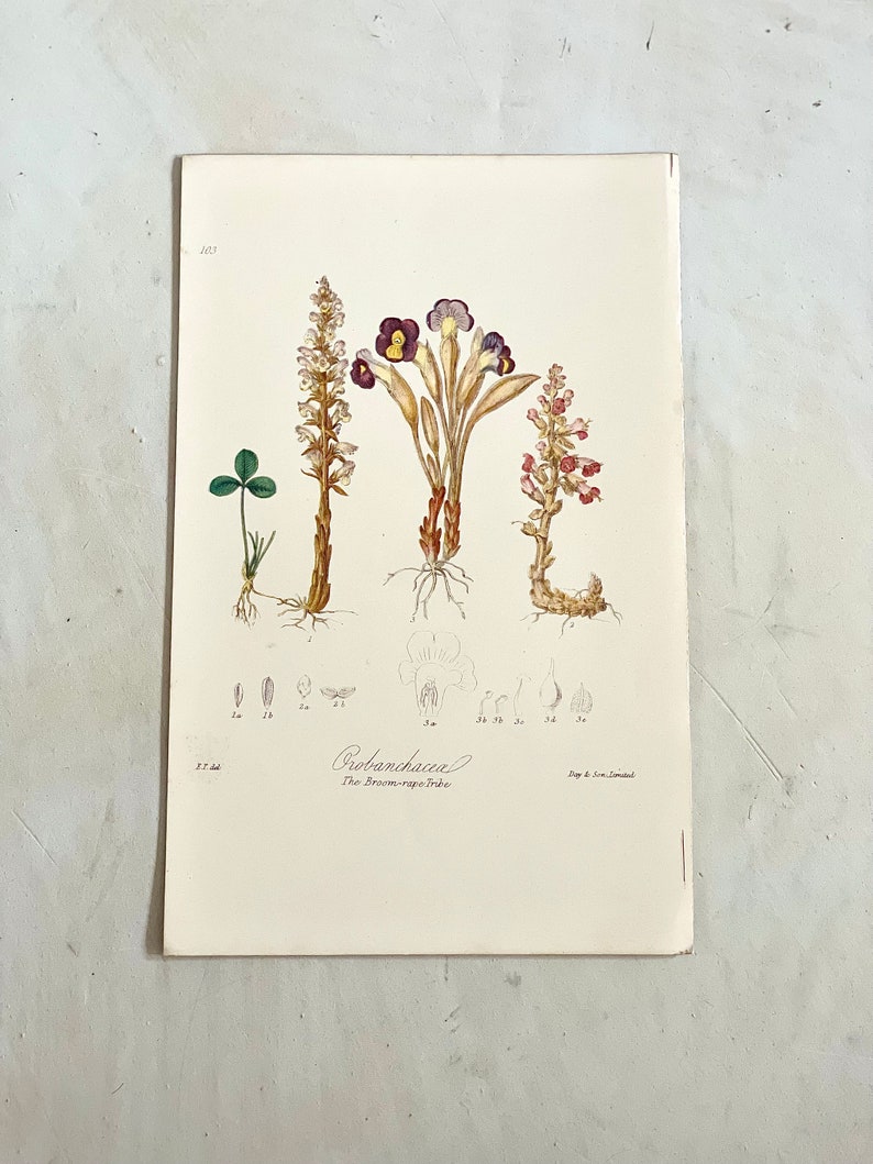 Puede incluir: Ilustraci&oacute;n bot&aacute;nica de Orobancheaceae, la tribu de las jopos. La impresi&oacute;n presenta dibujos detallados de varias plantas con flores moradas, amarillas y blancas, junto con un peque&ntilde;o tr&eacute;bol. El texto "Orobancheaceae" es visible.