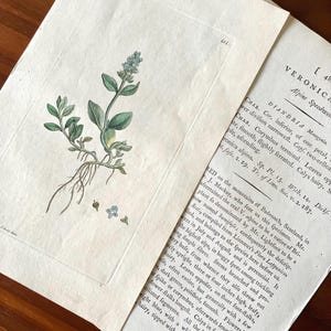 1790s Hand-colored Flower Botanical Print Antique Original Print