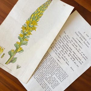 1790s Hand-colored Flower Botanic Print Antique Original Print