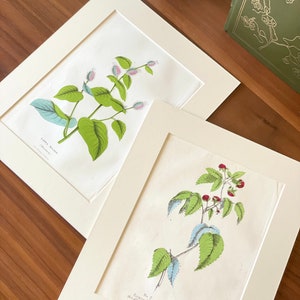1847 Antique flower prints matted