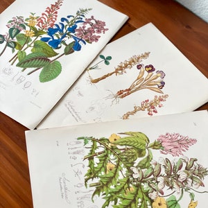 Puede incluir: Tres grabados bot&aacute;nicos con ilustraciones detalladas de diversas flores y plantas. Los grabados muestran una gama de colores, incluyendo azul, rosa, amarillo y verde, con diagramas cient&iacute;ficos. Los grabados se exhiben sobre una superficie de madera.