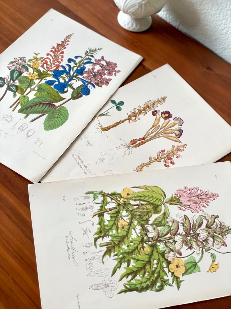 Puede incluir: Tres grabados bot&aacute;nicos con ilustraciones detalladas de diversas flores y plantas. Los grabados muestran una gama de colores, incluyendo azul, rosa, amarillo y verde, con diagramas cient&iacute;ficos. Los grabados se exhiben sobre una superficie de madera.