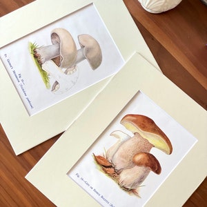 1947 Vintage mushroom fungi prints matted