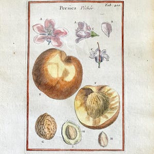 C1700 Antique hand colored peach fruit French botanical print Joseph Pitton de Tournefort