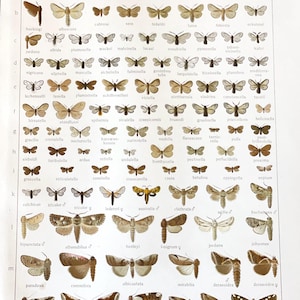1909 Antique Rare Butterfly Moth print Entomology Natural History Insect