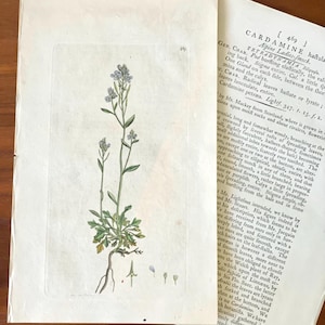 1790s Hand-colored Flower Botanic Print Antique Original Print