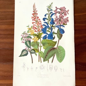 Puede incluir: Una ilustraci&oacute;n bot&aacute;nica antigua de varias plantas con flores, con flores rojas, azules y rosas y hojas verdes. La impresi&oacute;n incluye dibujos bot&aacute;nicos detallados y el texto "Lamiaceae The Dead nettle tribe."