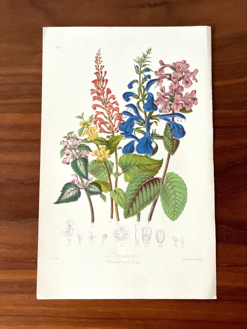 Puede incluir: Una ilustraci&oacute;n bot&aacute;nica antigua de varias plantas con flores, con flores rojas, azules y rosas y hojas verdes. La impresi&oacute;n incluye dibujos bot&aacute;nicos detallados y el texto "Lamiaceae The Dead nettle tribe."