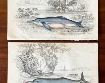 C1840 Set of two antique hand colored dolphin print