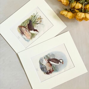 May include: Two framed prints of bird illustrations. The top print features a brown and white bird with a long beak standing on a rock in a grassy area. The bottom print features a brown and white bird with a short beak standing on a rock in a water scene. Both prints have the bird's name and scientific name written below the image.