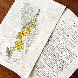 1790s Hand-colored Flower Botanic Print Antique Original Print