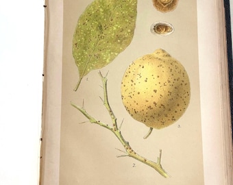 Biennial Report of the State Board of Horticulture of the State of California, 1885–1886 w/Chromolithographs rare botanic book