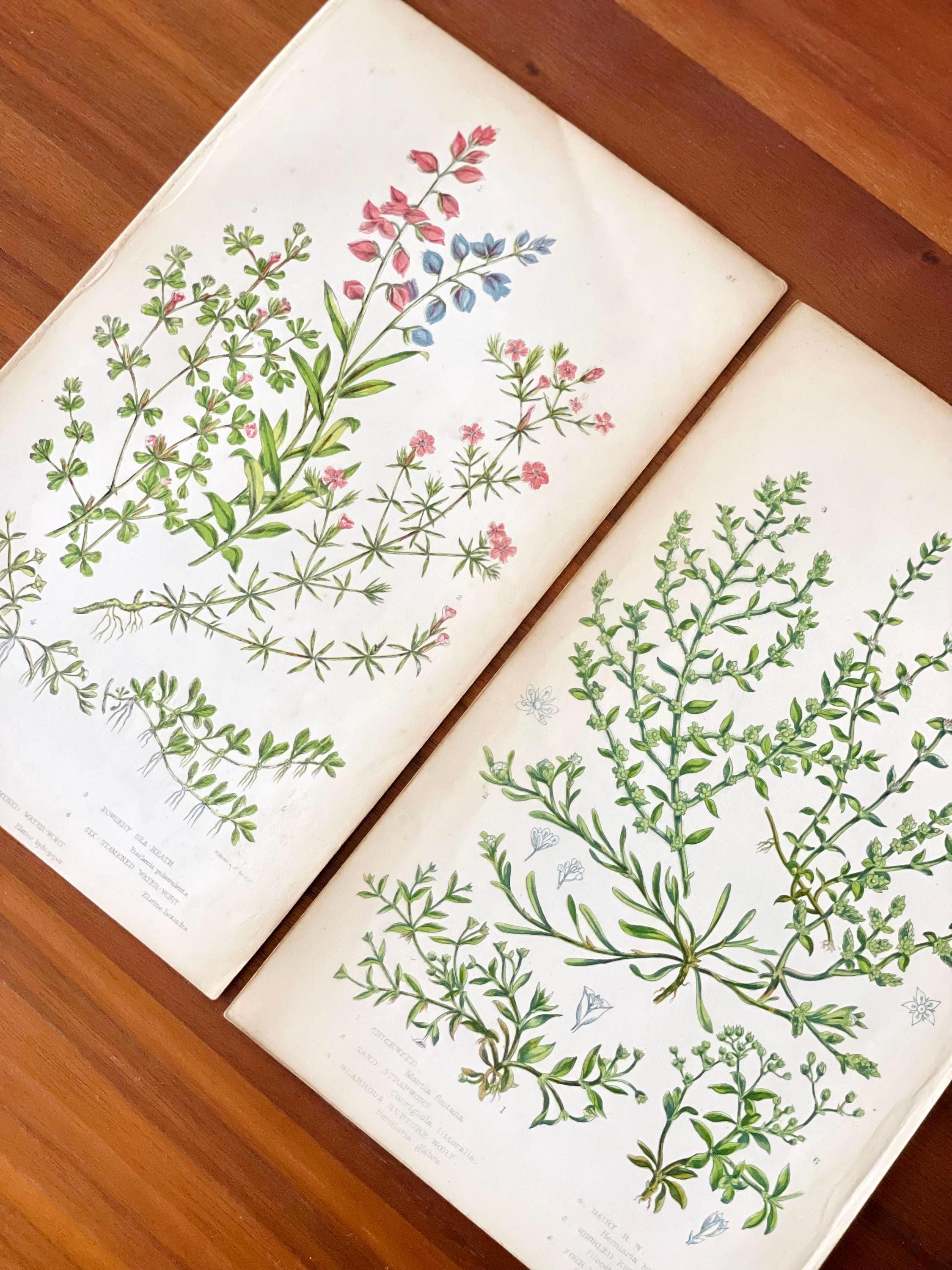 1905 Set of 2 Antique flower botanical prints