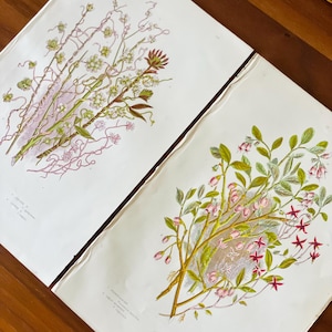 1905 Set of 2 Antique flower botanical prints