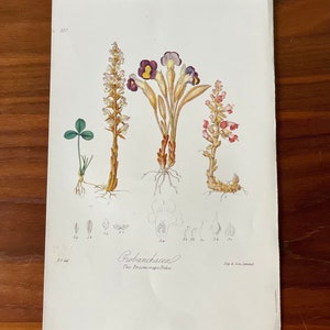 Puede incluir: Una ilustraci&oacute;n bot&aacute;nica de Orobanchaceae, la tribu de las Orobanc&aacute;ceas, con dibujos detallados de varias plantas, incluyendo ra&iacute;ces, tallos y flores. La impresi&oacute;n incluye un tr&eacute;bol y diagramas. El texto "Orobanchaceae" y "Day & Son Limital" son visibles.