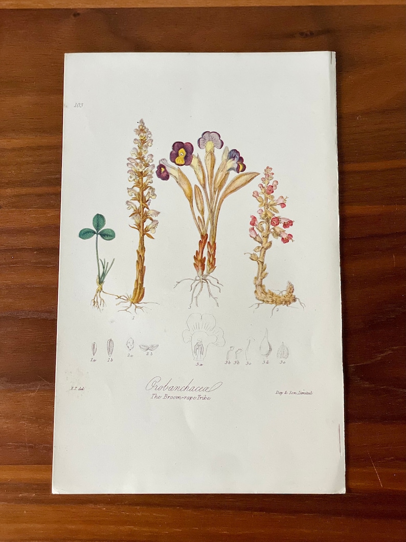 Puede incluir: Una ilustraci&oacute;n bot&aacute;nica de Orobanchaceae, la tribu de las Orobanc&aacute;ceas, con dibujos detallados de varias plantas, incluyendo ra&iacute;ces, tallos y flores. La impresi&oacute;n incluye un tr&eacute;bol y diagramas. El texto "Orobanchaceae" y "Day & Son Limital" son visibles.
